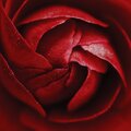 Gael - Rose of Death