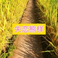 卓儿 - 山楂树之恋
