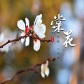 棠花