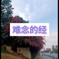 卓儿 - 多想在平庸的生活拥抱你