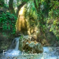 Angie Hawke - Forest Awakening