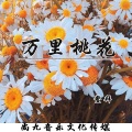 鳌拜 - 万里桃花
