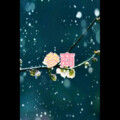 随风 - 卜算子