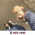 琛佬 - Лейла Leila