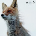 Plum Bear、Adil Osman - Deep