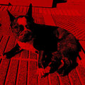 Mistay - Bulldog DnB