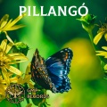 Pillangó