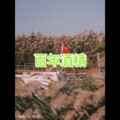 小舒 - 东南西北风