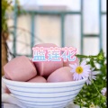 蓝莲花