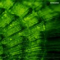 Raumlehre - Antagonistic