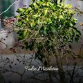 False Mistletoe