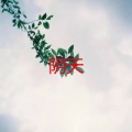 周沁婷 - 阿果吉曲