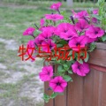 朱子铭 - 情歌虽老却动听 (烟嗓版)