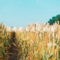 张小磊 - 跪着也要走完的路
