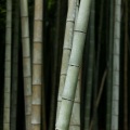 寻绊梦牵