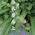 晚小晚 - 后来者居上