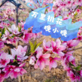 晚小晚 - 万里桃花