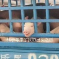 寰域fslkong - 闲野人间