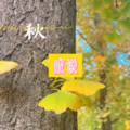 平鱼 - 说好的幸福呢