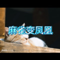 黄梅戏 (欢呼版)