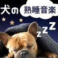 ペットとの絆 - ぐっすり眠る