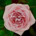 Ardour、ILYSM - Rose