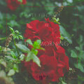 Matt Fischery - In the Morning