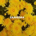 Finney - SAAVEDRA (Explicit)