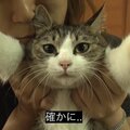FINLINCE!、Angelus、Finley Lince - lights