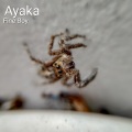 Fine Boy、Legacy - Ayaka (Radio Edit)