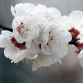 刘芳 - 燕衔泥