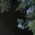 山井 - 繁华梦
