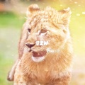 大虎尾灵渏 - I Just Can't Wait to Be King