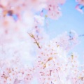 周小楠、知何 - 樱花樱花想见你