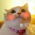 神兮 - 你是我的男朋友