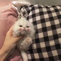 CYN - 宝贝