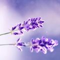 钢弦 - 梅兰芳菲