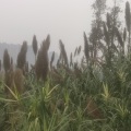阿香 - 为了明天相见