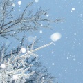 糖蜜ovo - 大雪