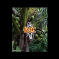 套马杆 (终极DJ版)