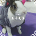 猫宁孜然 - 兔子先生 (正太版)