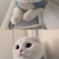 龙志栋 - Lazy Cat