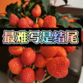 子安 - 最美的太阳