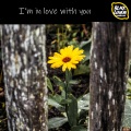 I'm in Love with You