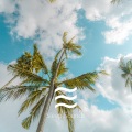 婴儿的救济声音