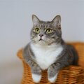 Cat Music、Music For Cats、RelaxMyCat - Sleep Aid