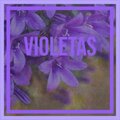 Violetas