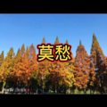 风度 (动感版)