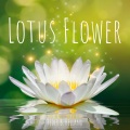 Lotus Flower