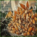 give yams a chance - Root Veggies Ambient Suite